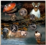    7  2023 Manx Wildlife Trust 50  ()